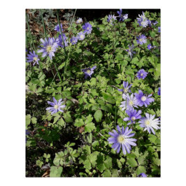 Póster Muchas flores