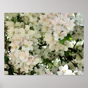 Póster Muchas Flores De Crabapple Primavera
