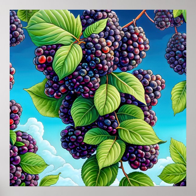 Póster Muchas pinturas de frutas de moras. (Frente)