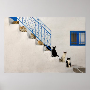 Póster Muchos gatos en una escalera blanca en un pueblo g