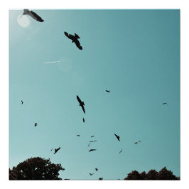 Póster Muchos pájaros y un contrapeso