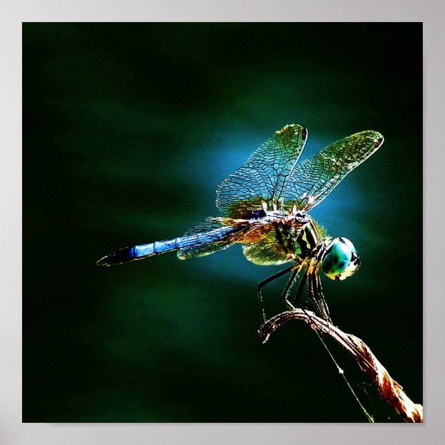 Póster Mudándose rápido mientras permanece de pie (Frente)