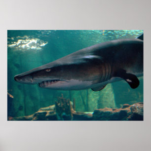 Póster Mueca de Toofy Li'l