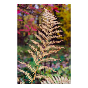 Póster Muestra de hoja de helecho de otoño dorado