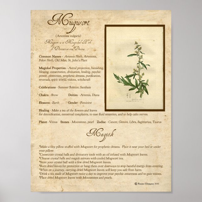 PÓSTER MUGWORT MAGICK HERB (Frente)