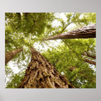Muir Woods