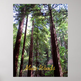 Póster Muir Woods
