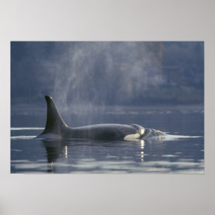 Póster Mujer adulta Orca Whale Orcinus Orca), Puget