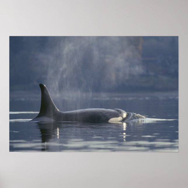 Póster Mujer adulta Orca Whale Orcinus Orca), Puget (Frente)