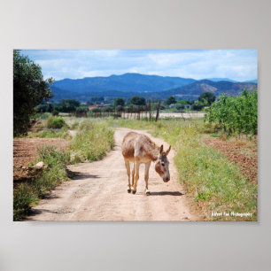 Póster Mula española en camino rural