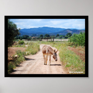 Póster Mula española en camino rural