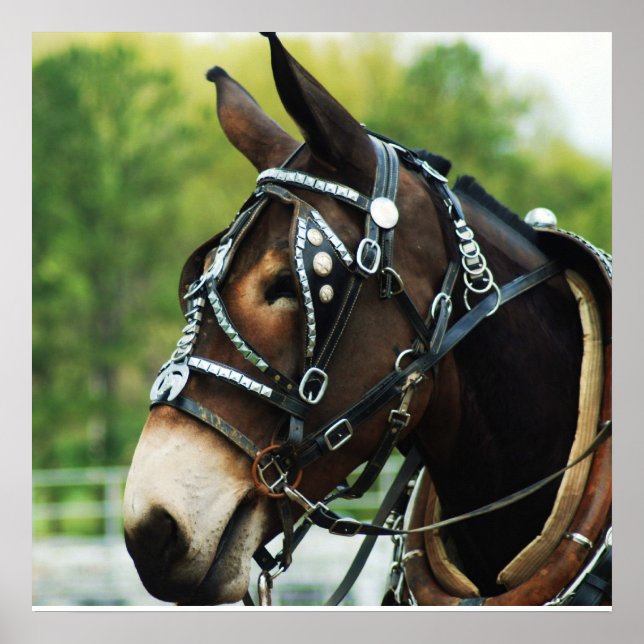 Póster mula negra (Frente)