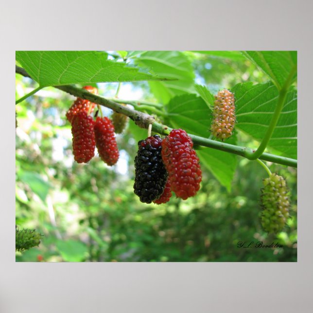 Póster Mulbros rojos (Frente)
