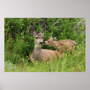 Póster Mule Deer Doe con Fawn