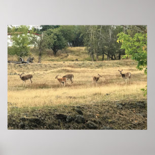 Póster Mule Deer en un campo, Joseph, Oregón