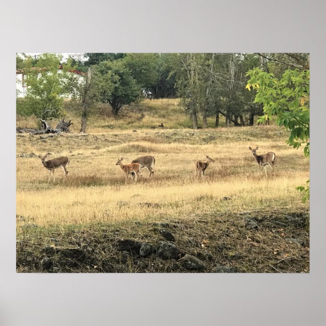 Póster Mule Deer en un campo, Joseph, Oregón (Frente)