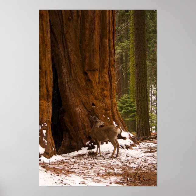 Póster Mule Deer Poster (Frente)