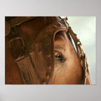 Póster Mule roja - Poster ocular