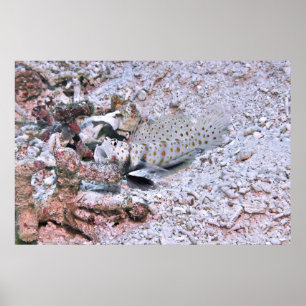 Póster Multas esparcidas