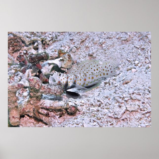 Póster Multas esparcidas (Frente)