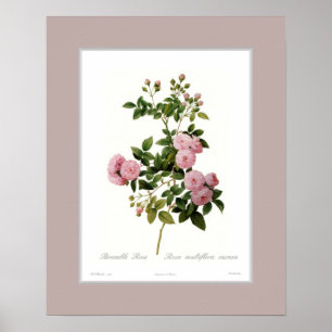Póster Multiflora de Rosa, frontera de encargo