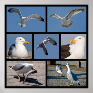 Póster Múltiples fotos de gaviotas