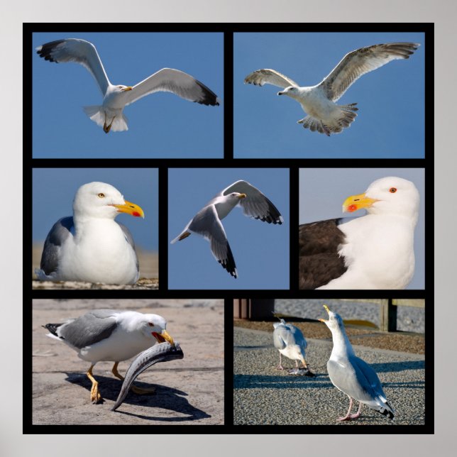 Póster Múltiples fotos de gaviotas (Frente)