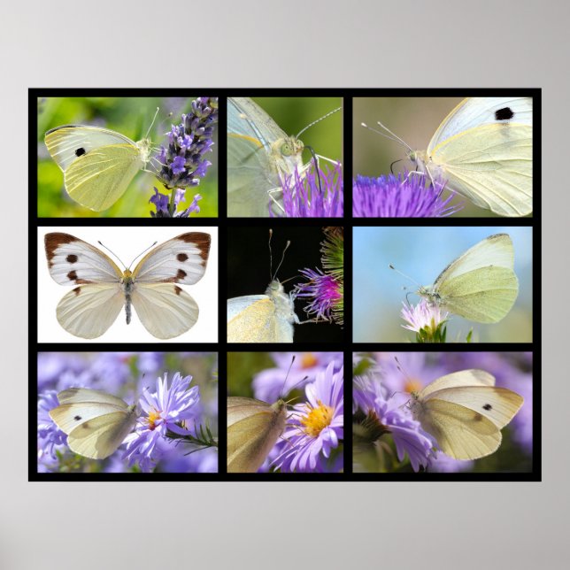 Póster Múltiples fotos de una mariposa blanca grande (Frente)