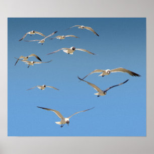 Póster Multitud del poster de las gaviotas