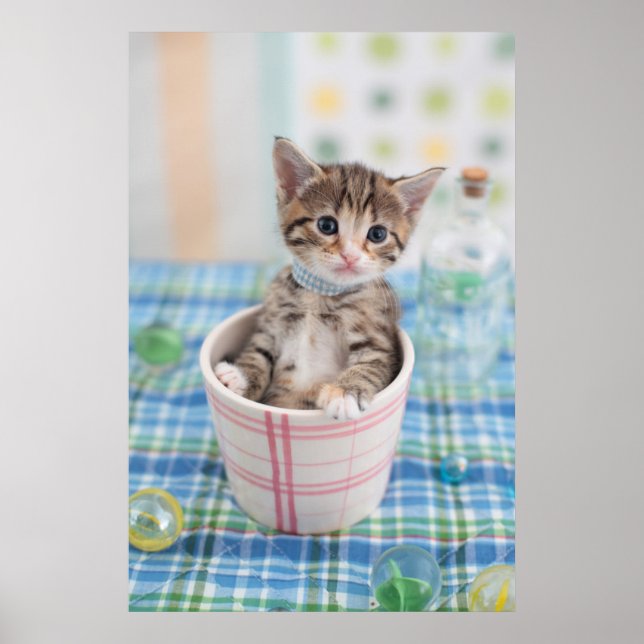 Póster Munchkin Kitten Con Cinta De Bonito (Frente)