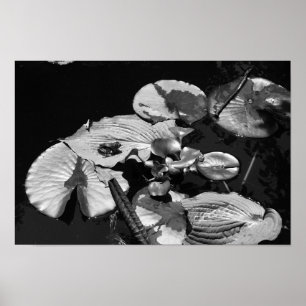 Póster Mundo de las ranas