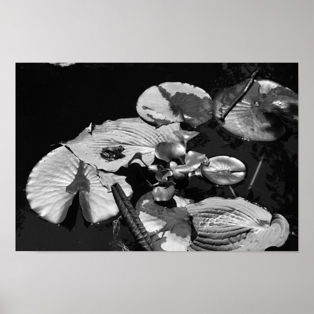 Póster Mundo de las ranas (Frente)