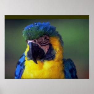 Póster Mural del Poster de Pared de Aves de Macaw Parrot