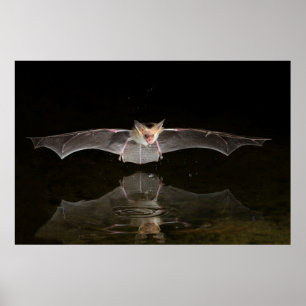 Póster Murciélago bebiendo en vuelo, Arizona