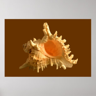 Póster Murex Ramous