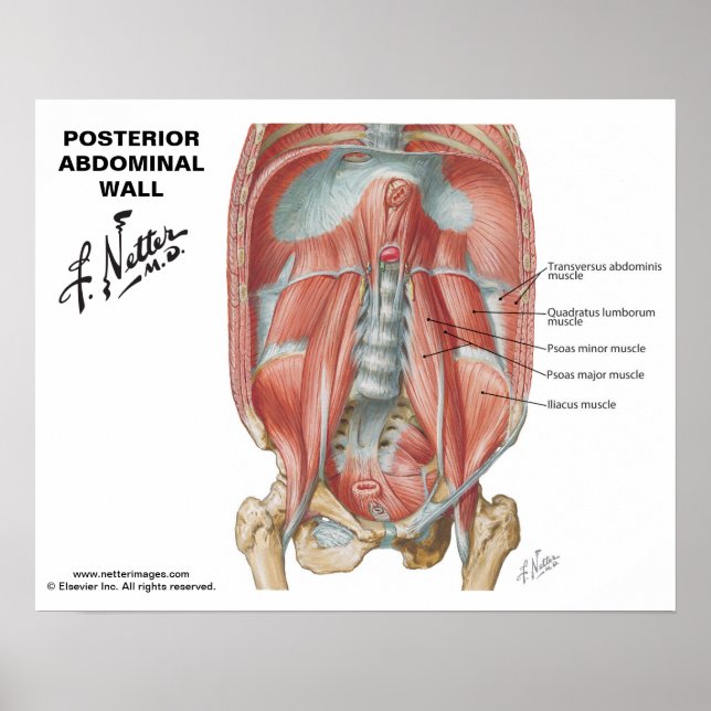 Póster Muro abdominal posterior de Netter - gráfico etiqu (Frente)