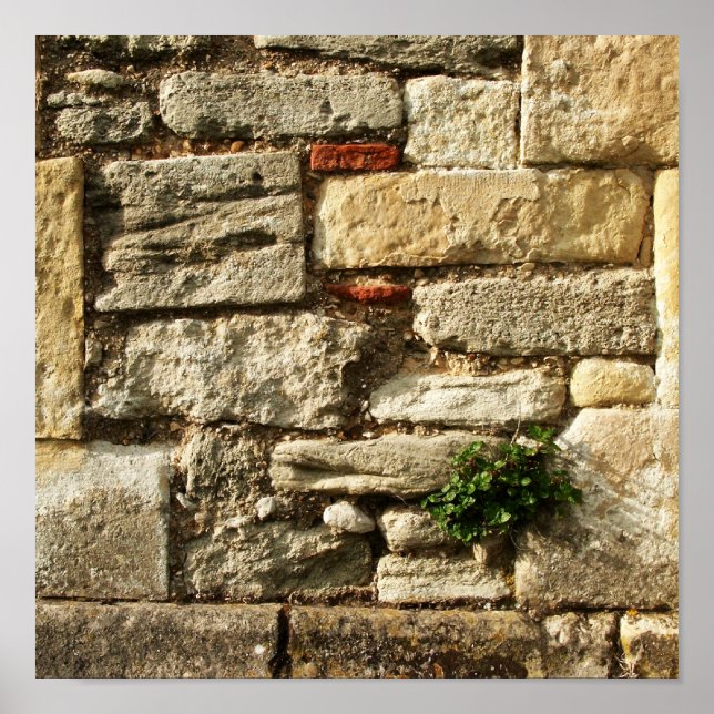 Póster Muro de piedra. Con una planta pequeña. (Frente)