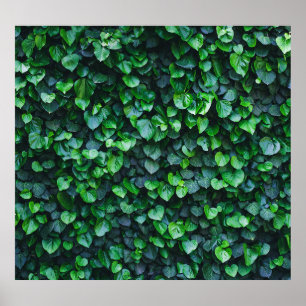 Póster Muro verde marfil: superficie natural.