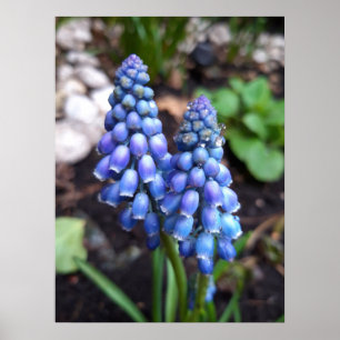 Póster Muscari Armeniacum , Hiacino de uva con gotas de l