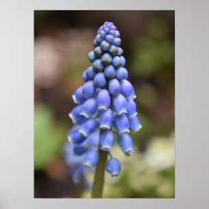 Póster Muscari Armeniacum , Hyacinin de uva