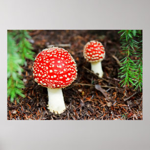 Póster Muscaria joven de la amanita