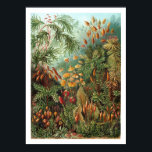 Póster Muscinae Poster<br><div class="desc">Kunstformen der Natur 1904 de Ernst Haeckel, que muestra organismos clasificados como Muscinae. Los musgos son plantas pequeñas y blandas que suelen tener entre 1 y 10 cm de altura, aunque algunas especies son mucho más grandes. Generalmente crecen juntos en grumos o esteras en lugares húmedos o a la sombra....</div>