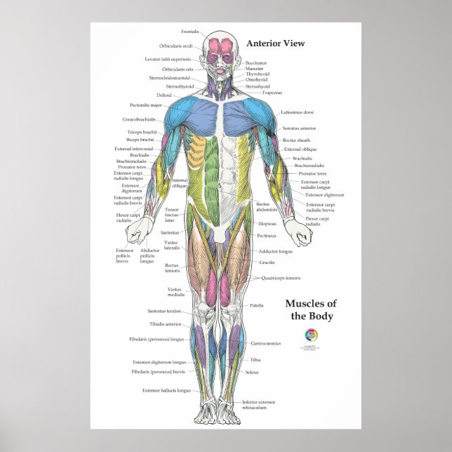 Póster Muscle Anatomy Anterior View Chart (Frente)
