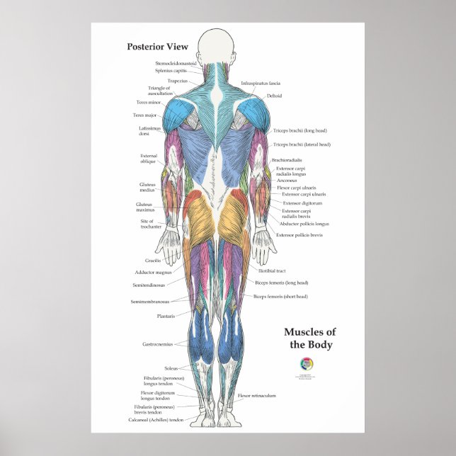 Póster Muscle Anatomy Posterior View (Frente)