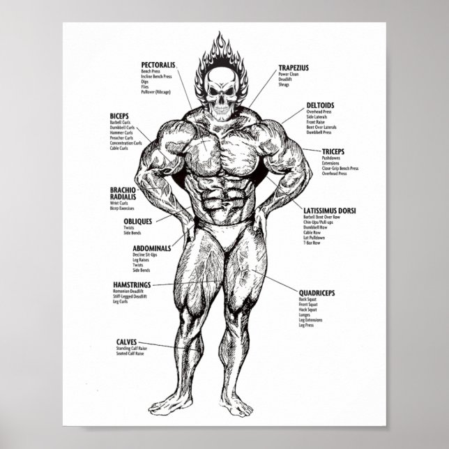 Póster Muscle Chart And Exercise Guide - Bodybuilding Mot (Frente)