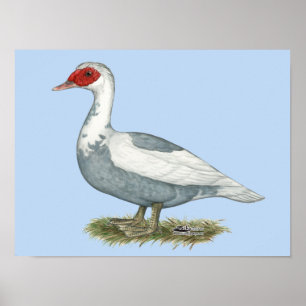 Póster Muscovy Blue Pied Duck