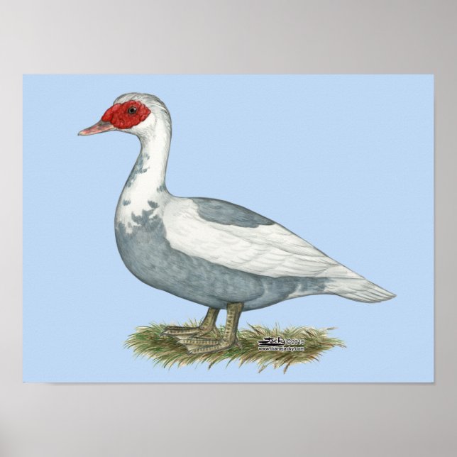 Póster Muscovy Blue Pied Duck (Frente)