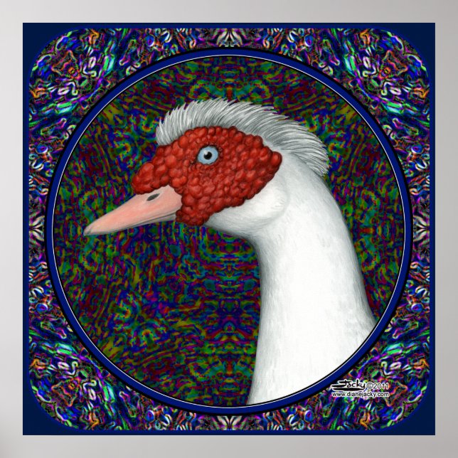 Póster Muscovy Duck Head White (Frente)