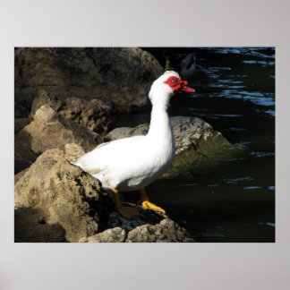 Póster Muscovy Duck poster blanco con cara roja