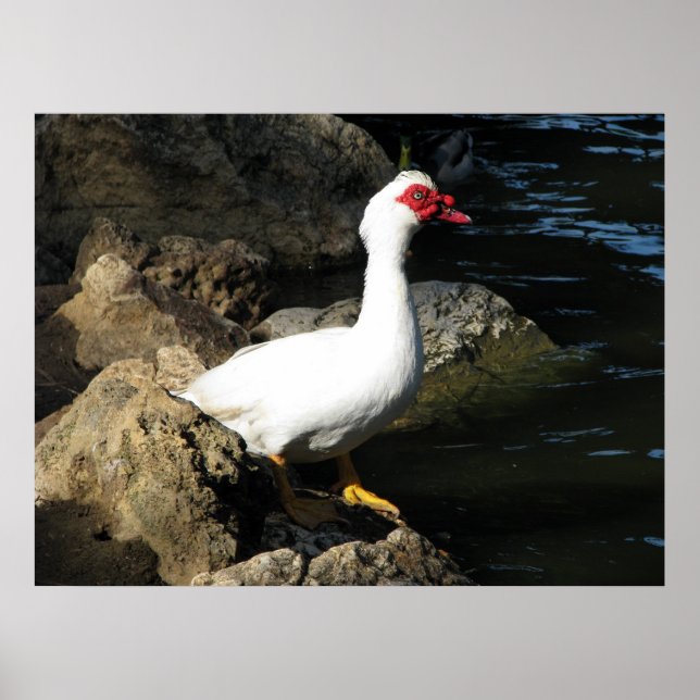 Póster Muscovy Duck poster blanco con cara roja (Frente)
